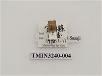 藏品(台灣菌瓢蟲)的圖片